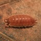 Porcellio scaber Orange vėdarėliai, DĖŽUTĖ (10 VNT)